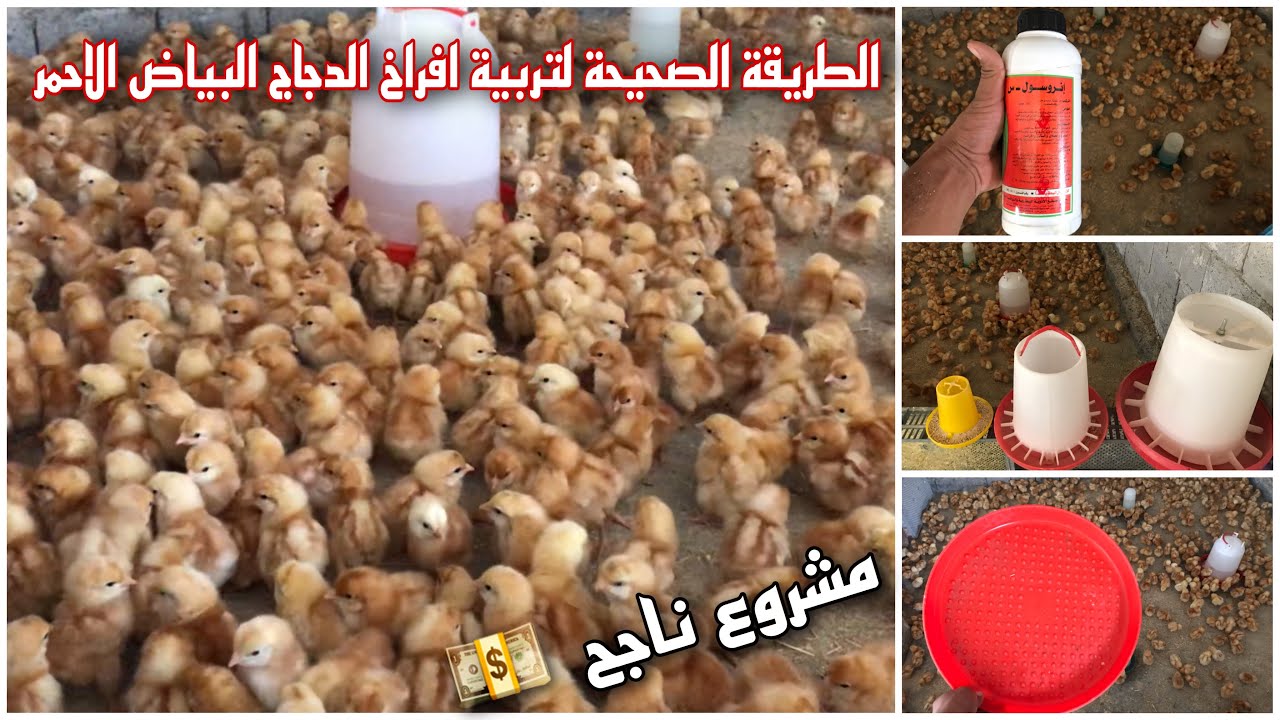 مشروع ناجح تربية الدجاج البياض