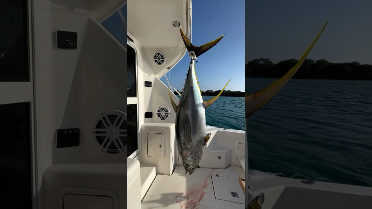 How good is a honeymoon Yellowfin! See description for more! www.aclassic.co