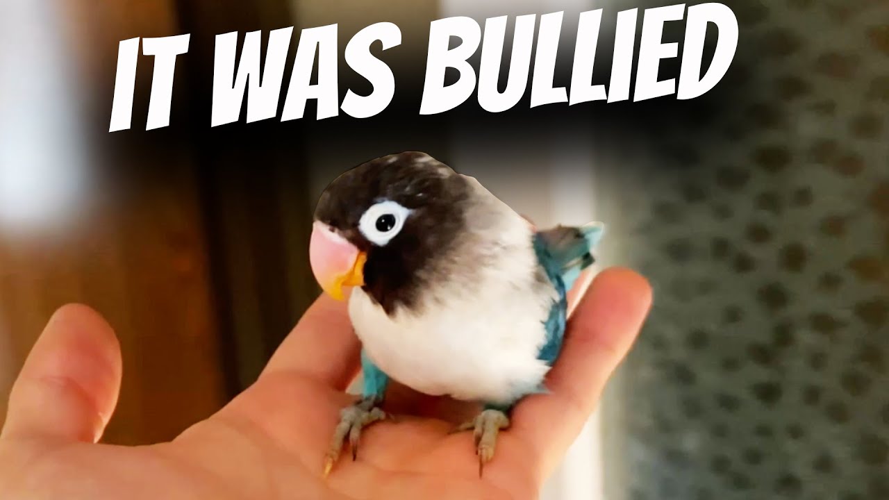 How to Train a Scared Lovebird ?! Easy steps