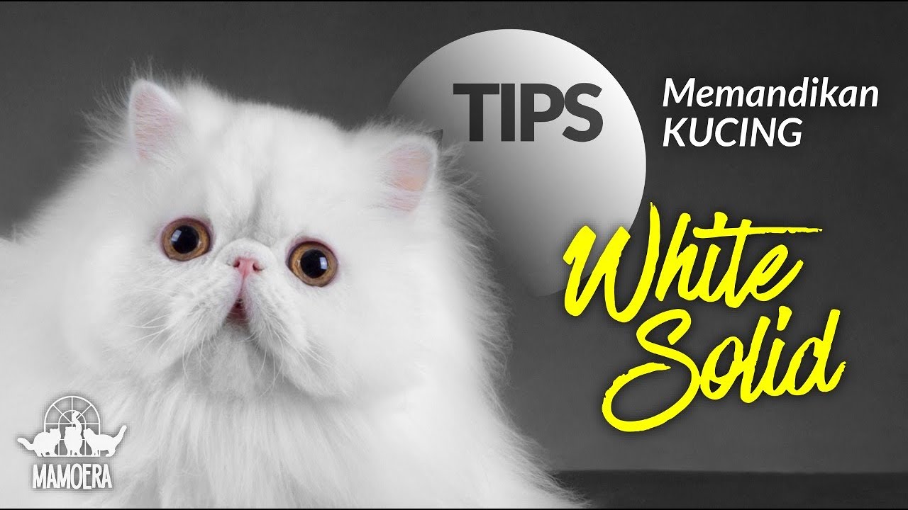 GROOMING KUCING PUTIH
