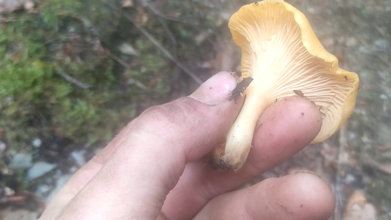 Gljivoljubitelji - Lisičarke (Cantharellus cibarius)