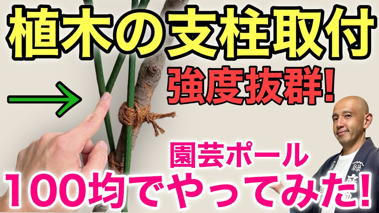 【強く美しく！】植木を美しく見せて強度抜群の支柱の立て方を解説。初心者でも植木をきれいに守れる簡単な方法をご紹介します。