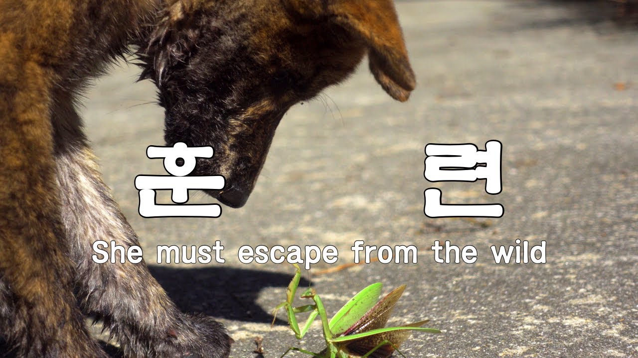 진돗개 무이, 콜 훈련 끝판왕!  / 야생에서 인간과 함께하기 위한 훈련의 시작