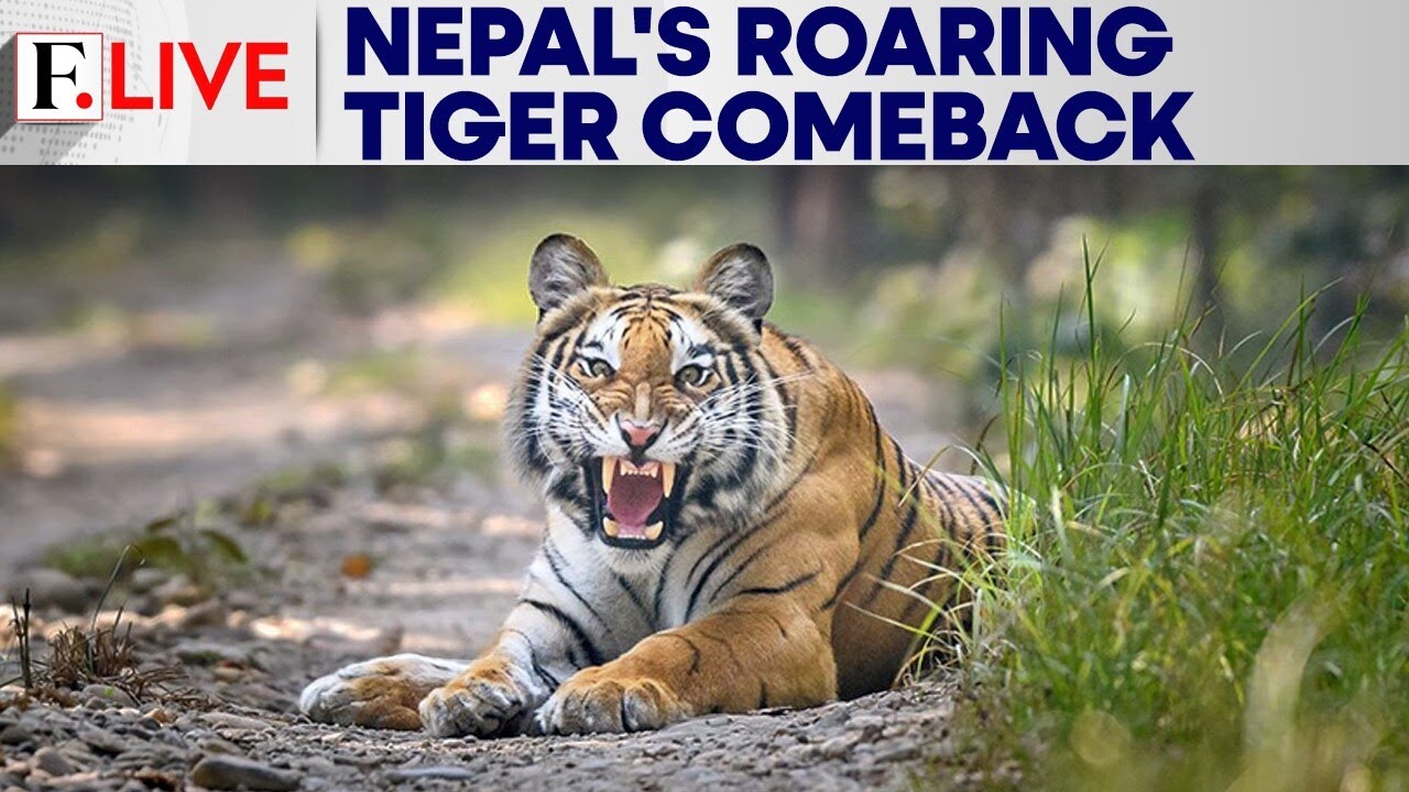 Nepal Launches Nationwide Tiger Census Amid Signs of Conservation Success | Firstpost Live