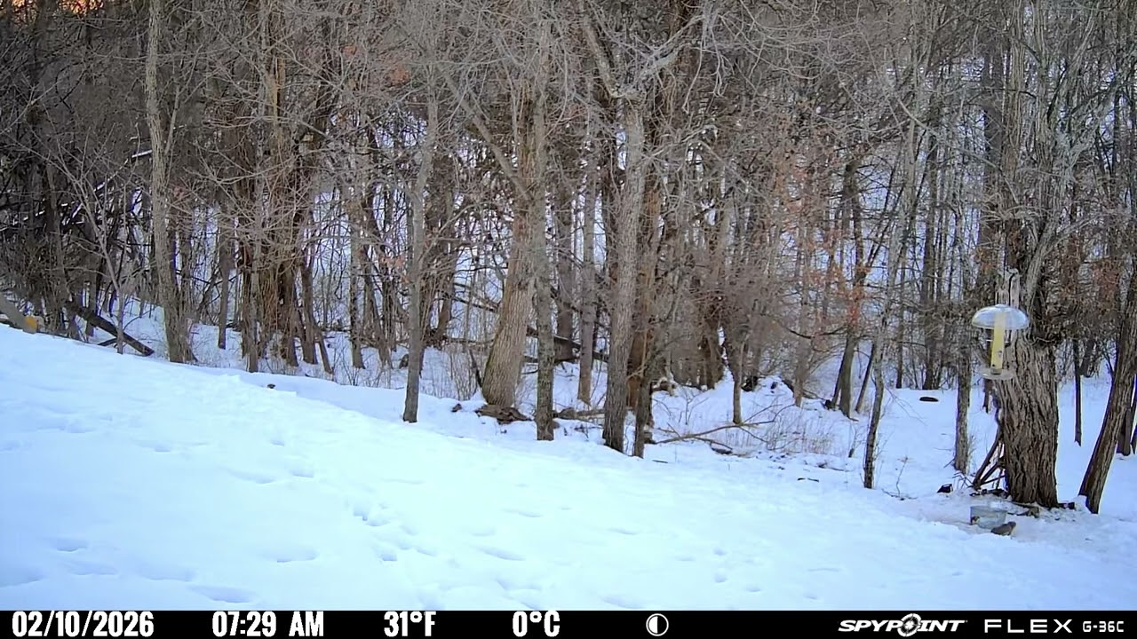 Trail Camera footage 02/10/2026