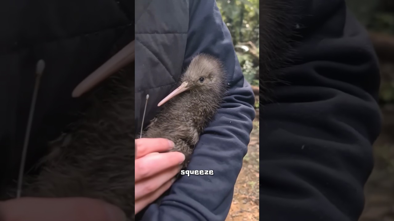 Kiwi bird #cute #animals