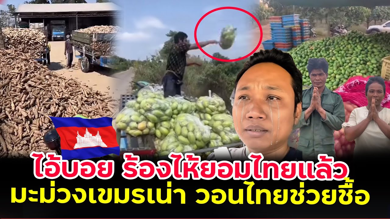 มะม่วงเขมรไร้ที่ไปเน่าหมดแล้ว‘‘วอนไทยช่วยชื่อหน่อยยอมไทยแล้วกราบตีนก็ยอม
