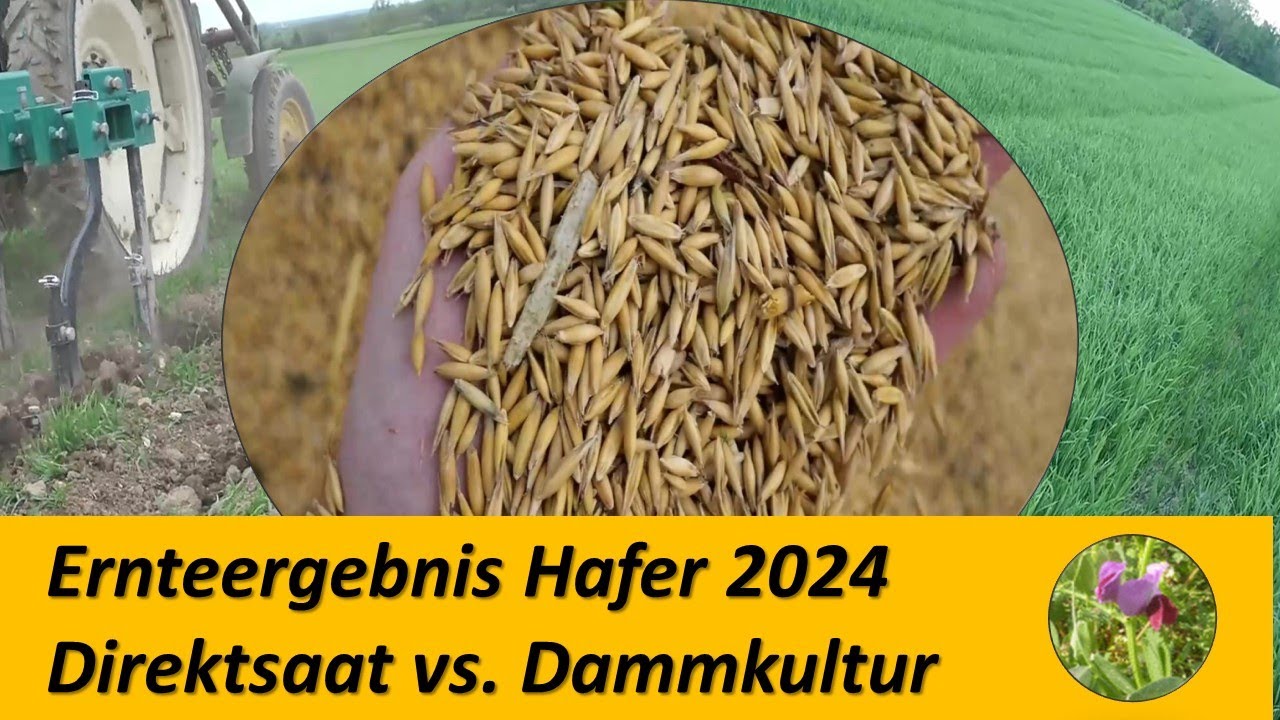 Haferernte 2024 :  Direktsaat vs. Dammkultur