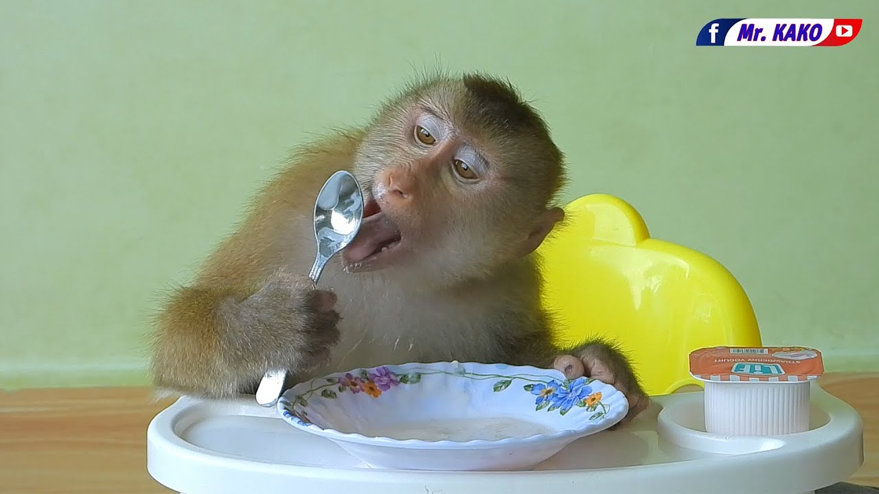 Smart Mr. Kako Expert To Using Spoon Eat Yogurt