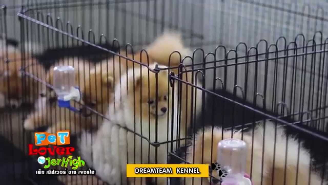รายการ Petlover by jerhigh 010858 : Dreamteam Kennel