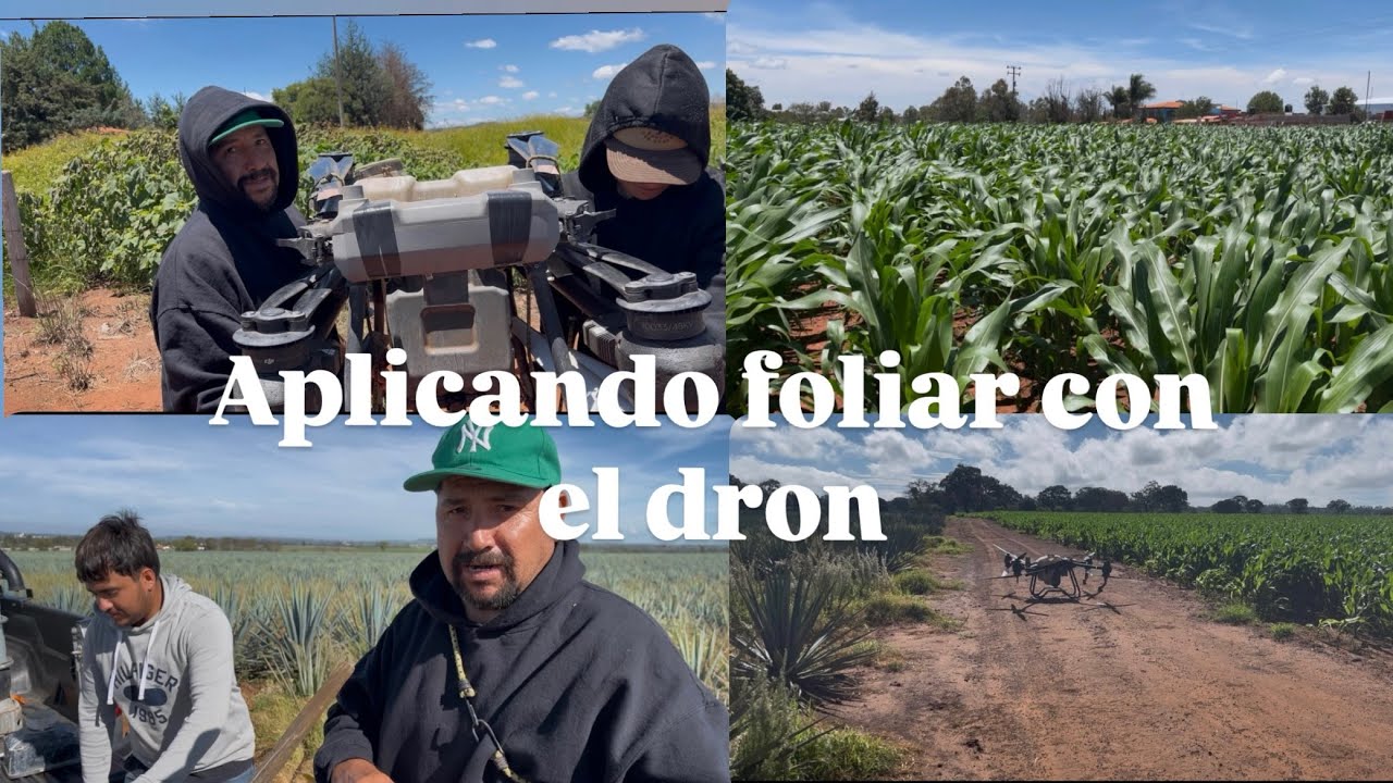 ECHANDO FOLIAR   AL MAÍZ 🌽 