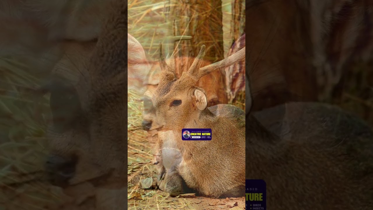 Power of Communication | How Deer Use Body Language and Sounds | Creative Nature