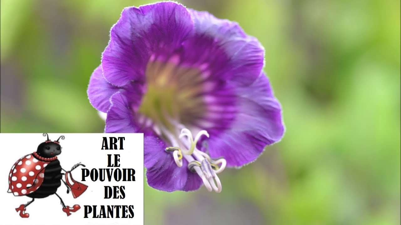 Conseils jardinage: Semis de cobée( Cobaea scandens) plantation, culture, entretien: Plante annuelle