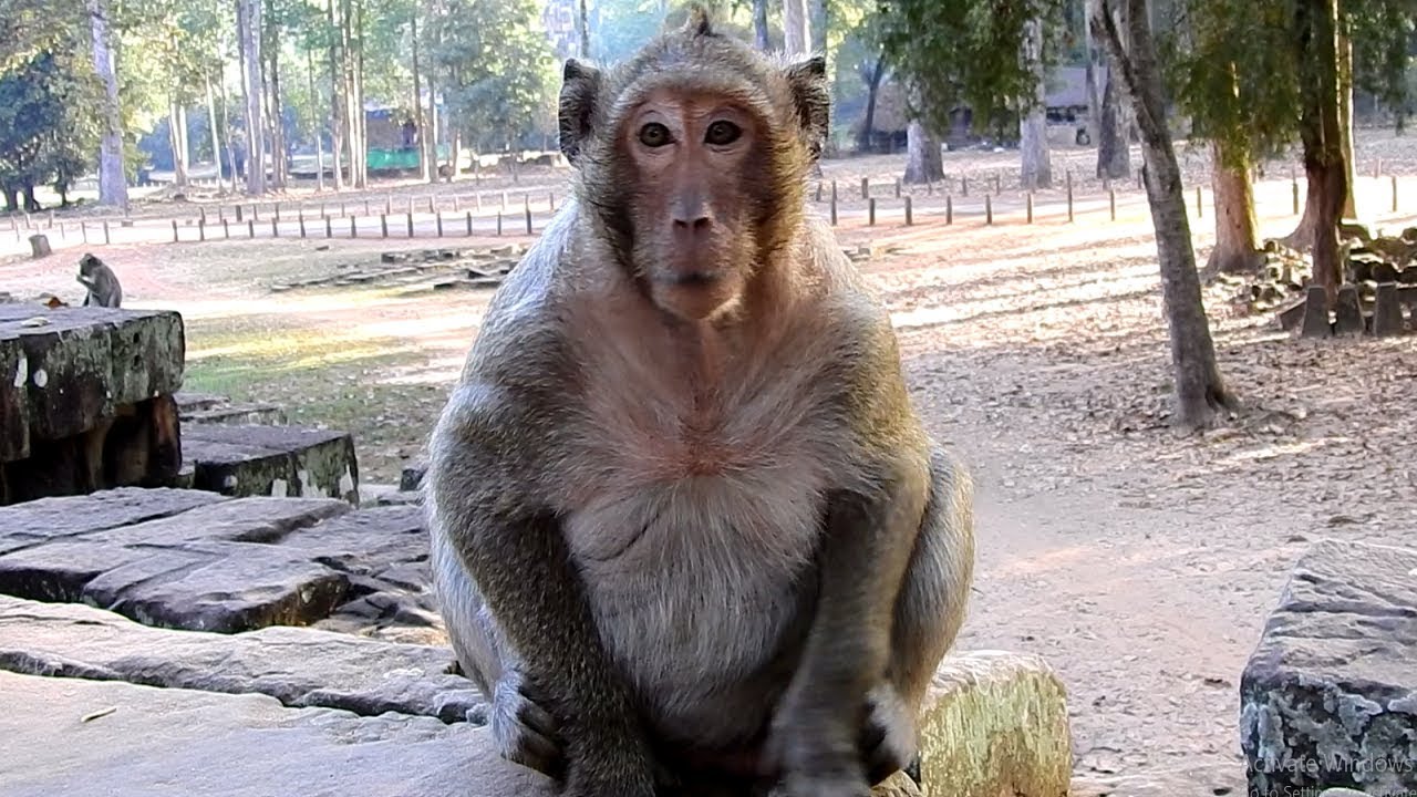 OMG ! Sweet Pea So Sadness After Lost His Mom Popeye Never Came back Him.