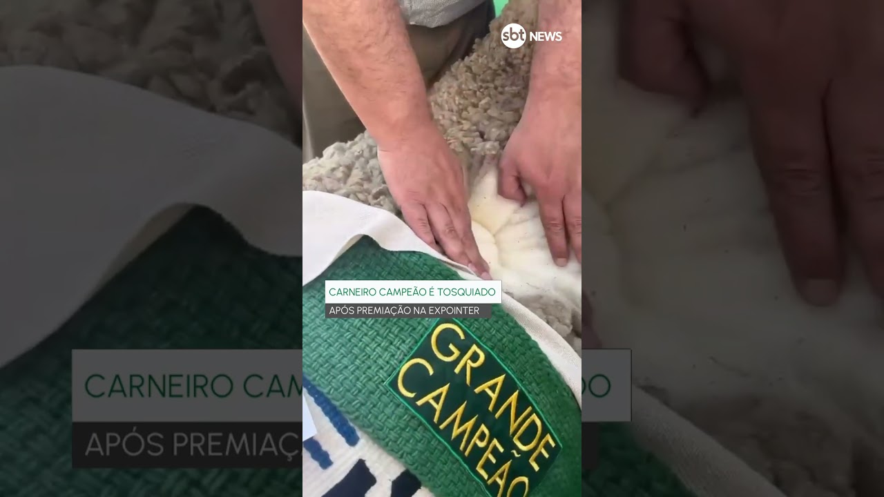 Corriedale &eacute; a ra&ccedil;a com rebanho mais numeroso no RS. A l&atilde; &eacute; exportada para centros de moda no mundo