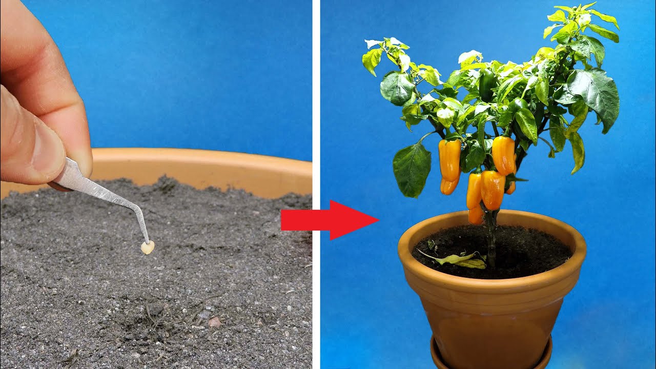 Growing ORANGE BELL PEPPER Time Lapse - 123 Days