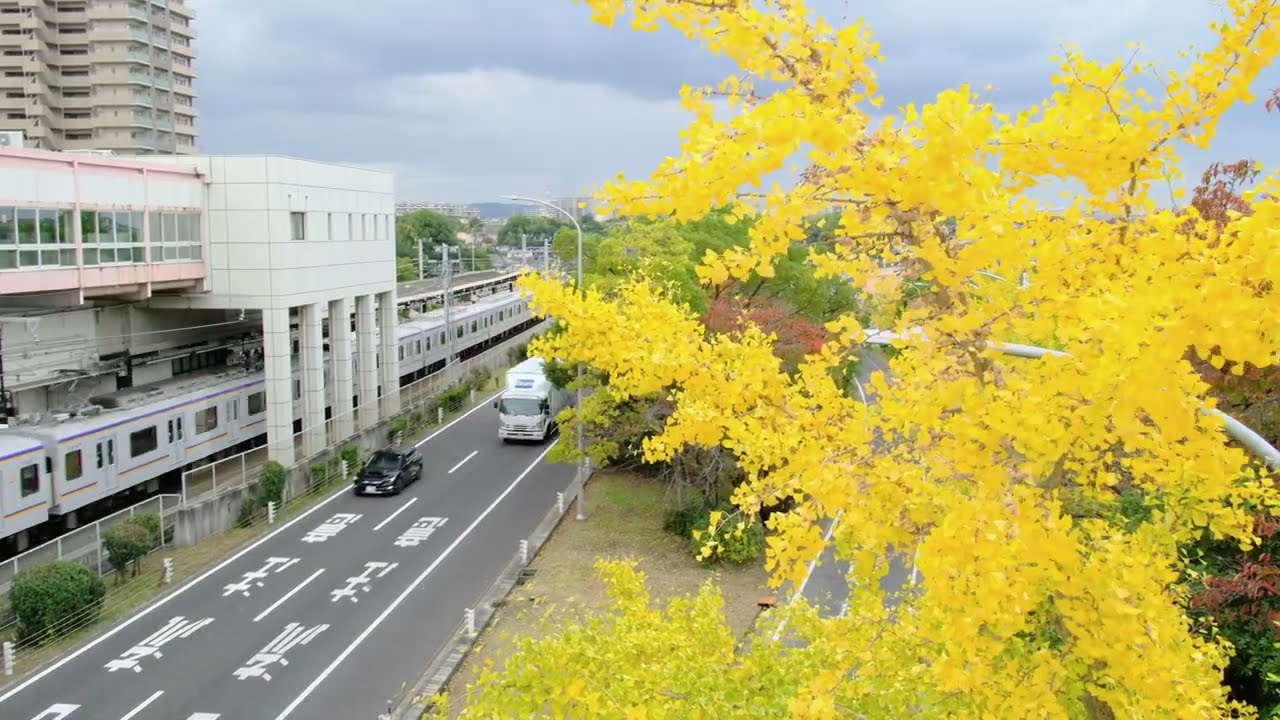 樹々華やぐ　泉北ニュータウンの紅葉　４K   堺市南区西原公園　2025.11.18.   FUJIFILM  X-H1