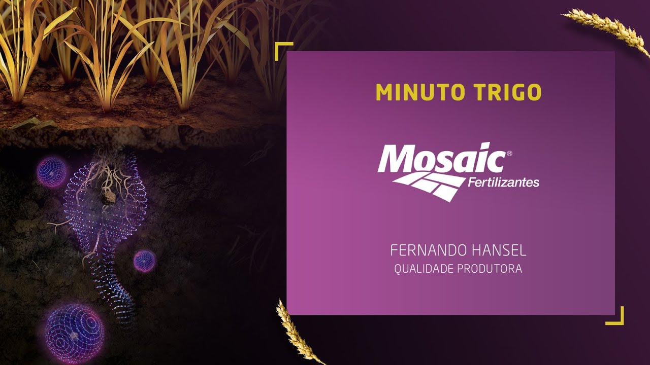 Minuto do Trigo: qualidade dos gr&atilde;os do trigo