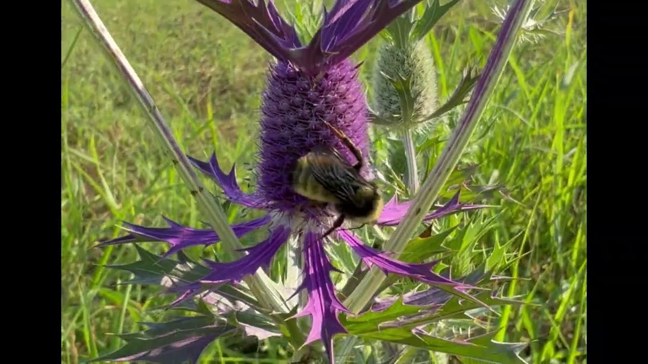 Fall Wildlife on the Prairie Restoration - Fall 2025