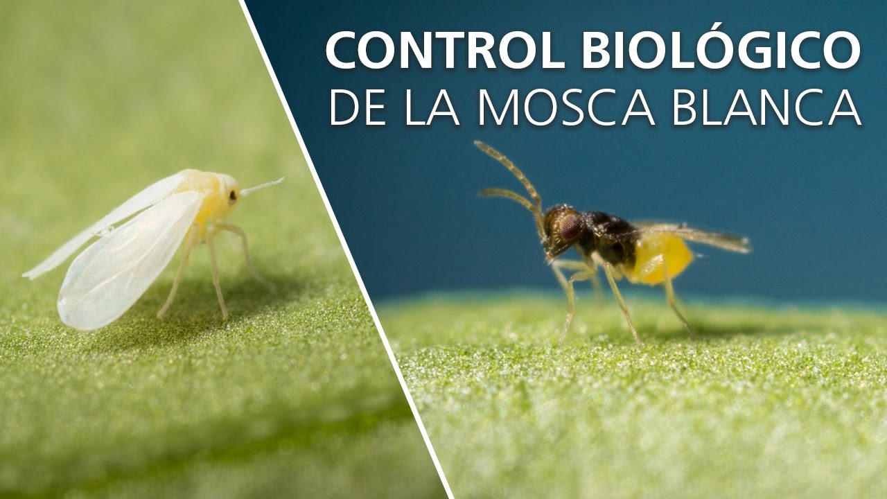 Control biológico de la mosca blanca - Encarsia formosa