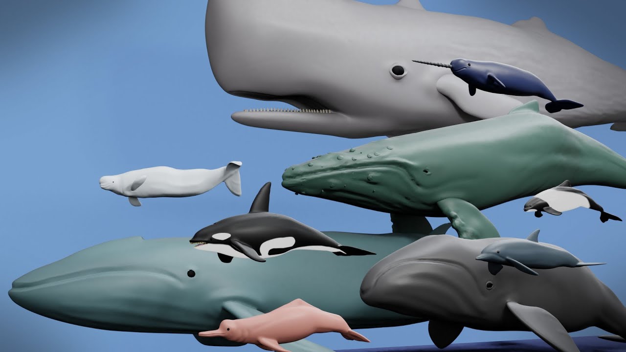 Whales size comparison with Lego minifigures (2020!!)