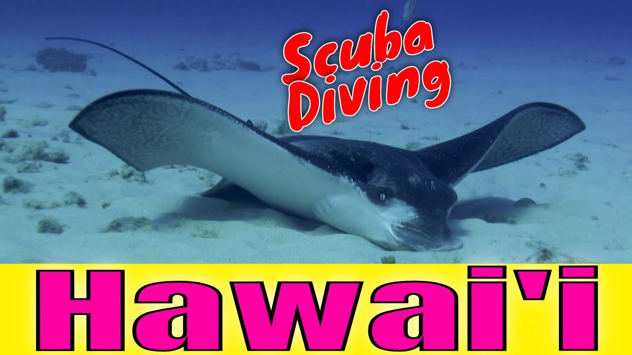 Scuba Diving Hawaii Critterfest  | Kona Honu Divers