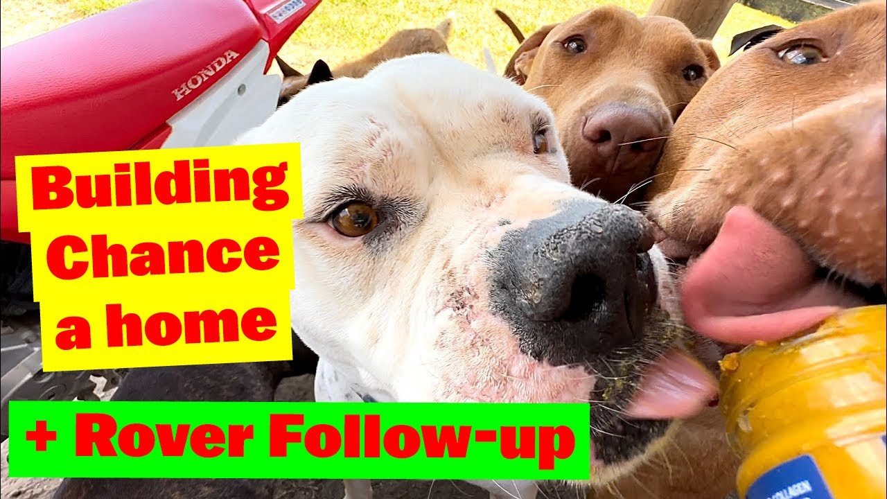 Building Chance a Home | Rover Followup with Surgeon | More Delicious Doggy Peanut Butter