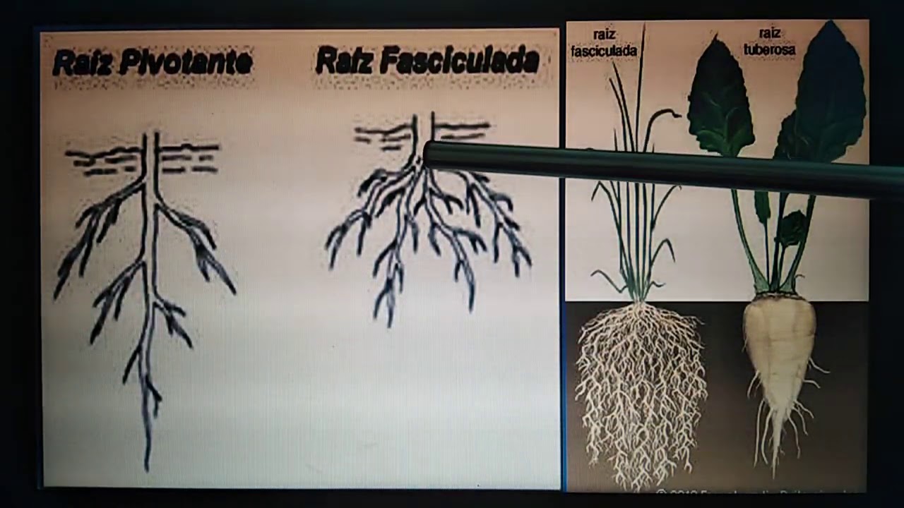 ORGANOGRAFIA VEGETAL: La raíz