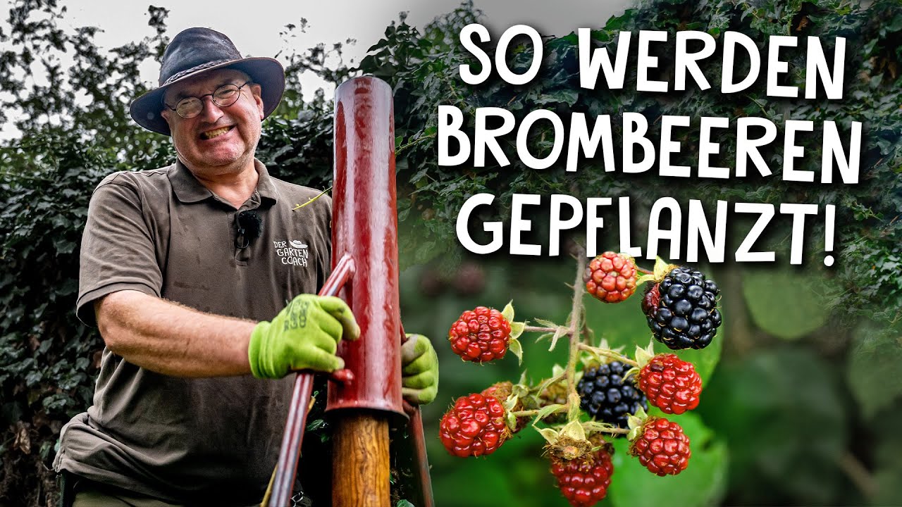 Brombeeren am Spalier anbauen🔨 - richtig anbinden und schneiden
