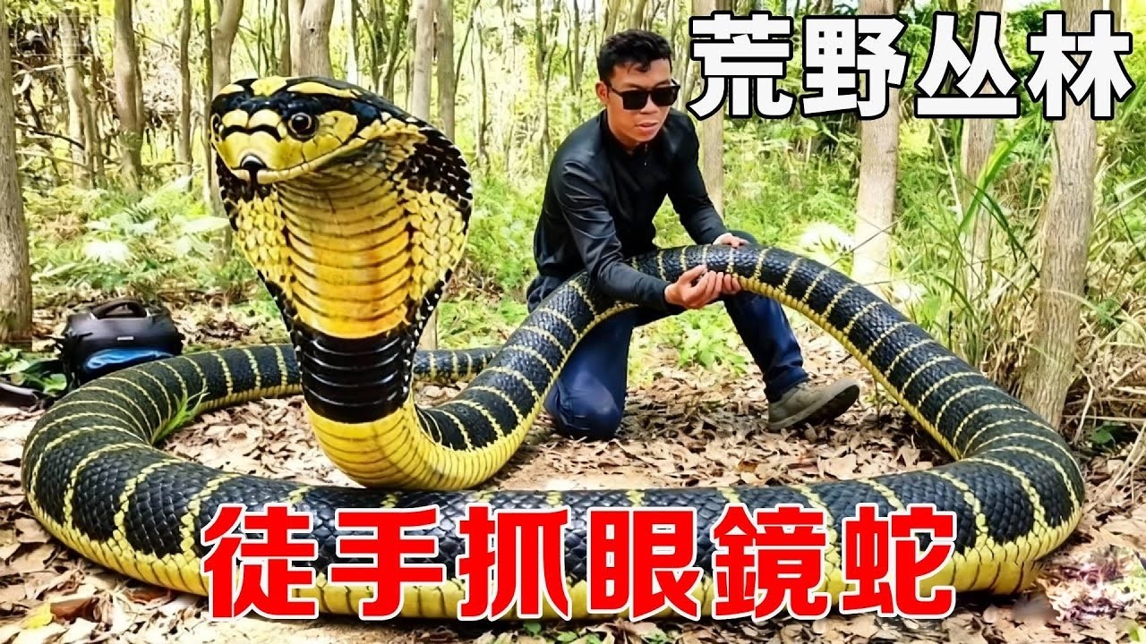 荒野求生高能名场面！单挑暴躁眼镜蛇，徒手较量直接拿捏！