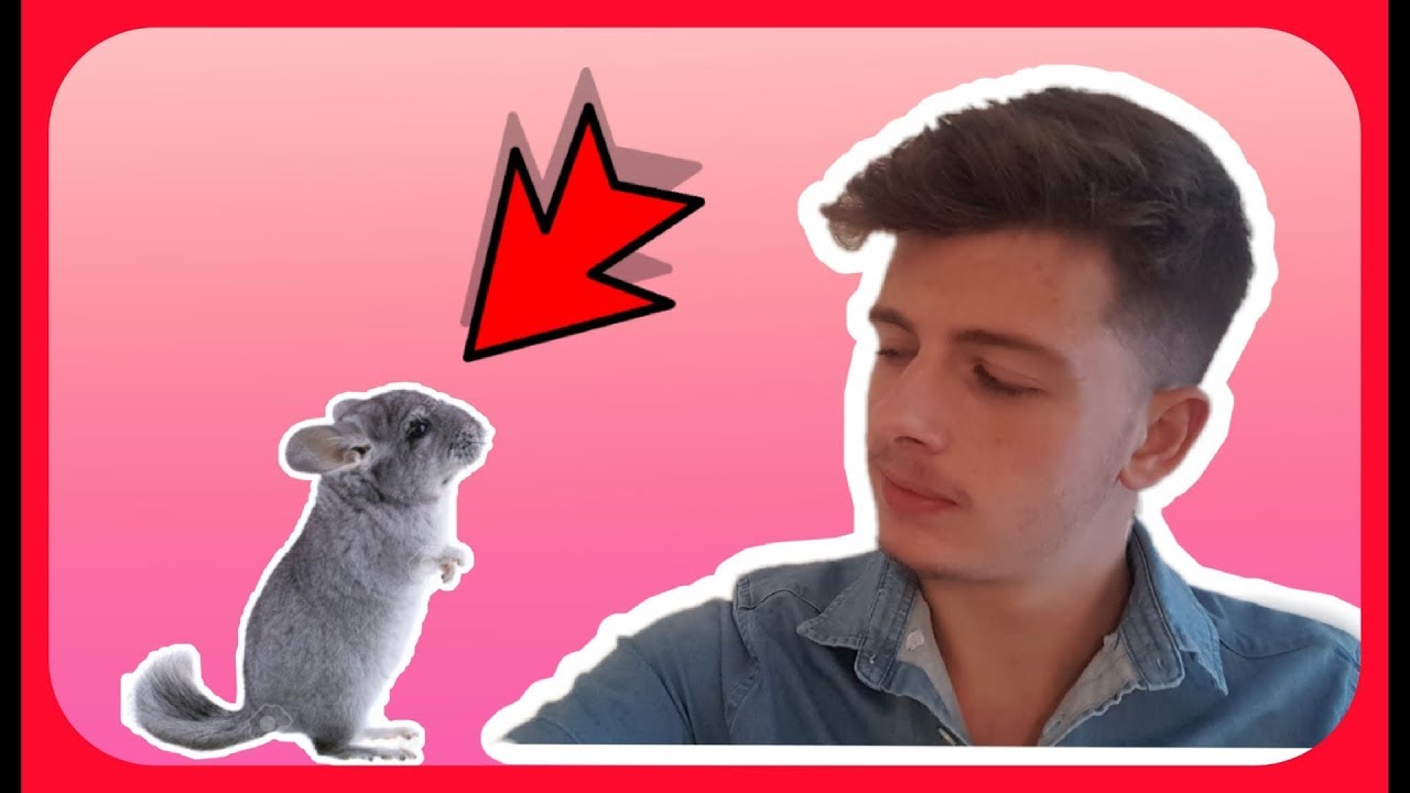 S'OCCUPER D'UN CHINCHILLA