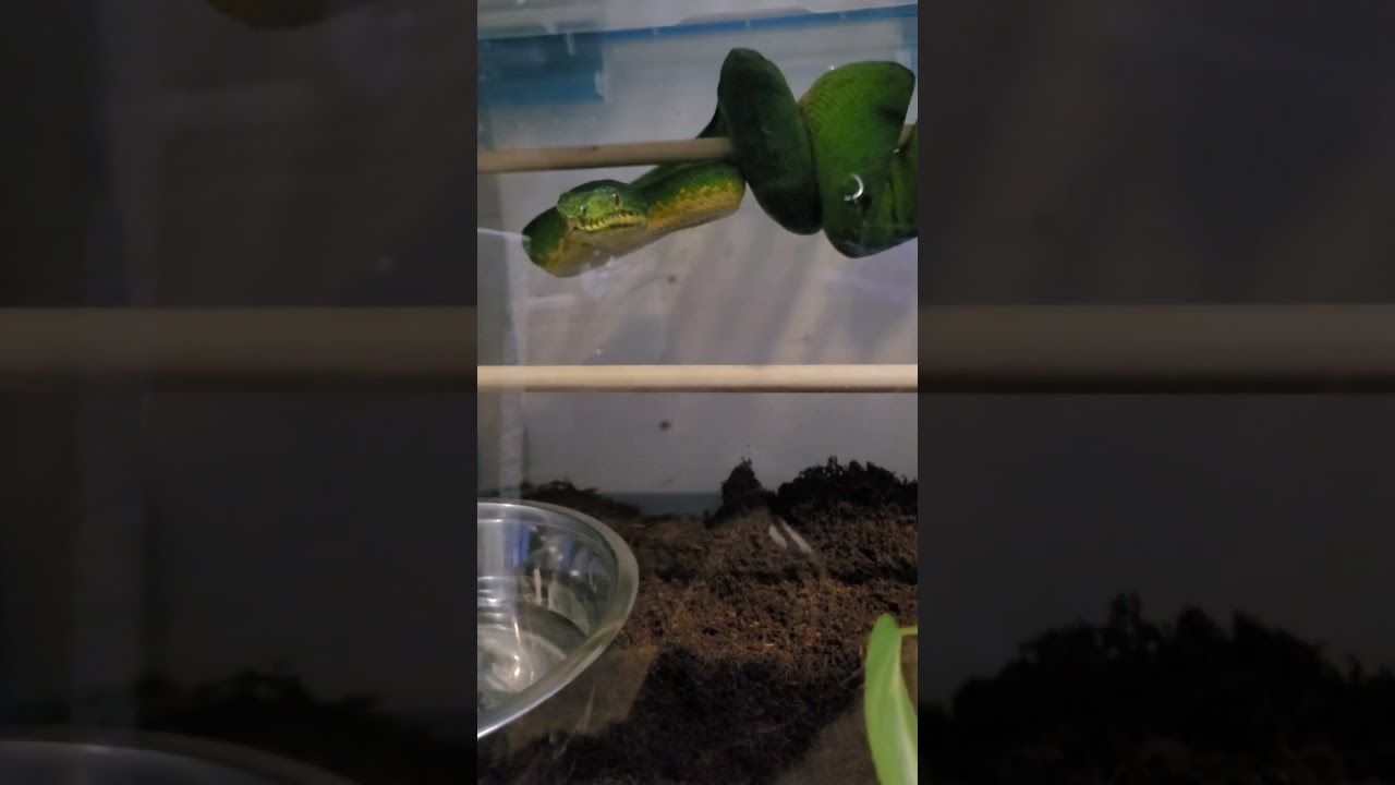 Anaconda phase Emerald tree boa #emeraldtreeboa #greentreepython #coralluscaninus