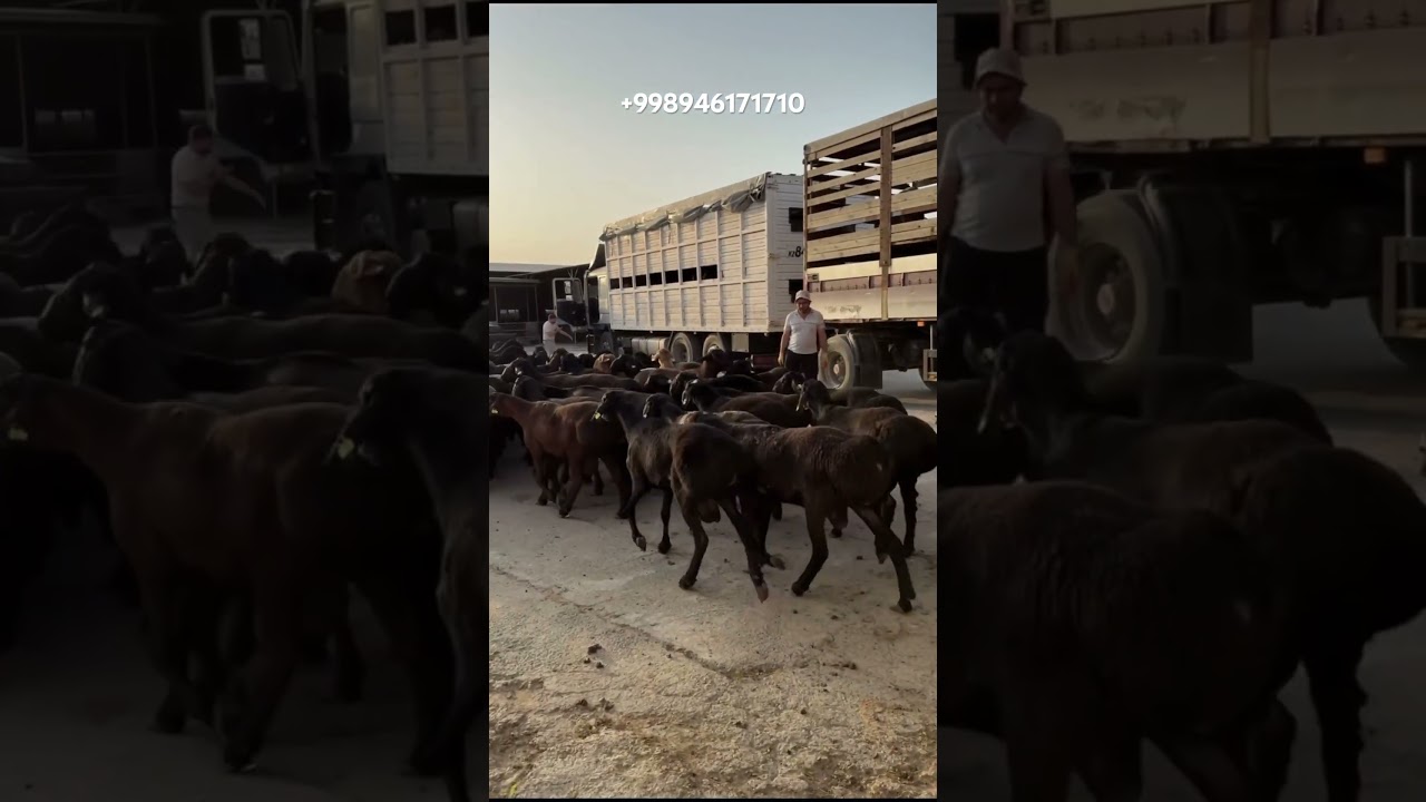 #гиссар #овцы #овца #uzb #uzbek #uzbekistan #reels #rek #video #instagram #kz #kg #kz #tj
