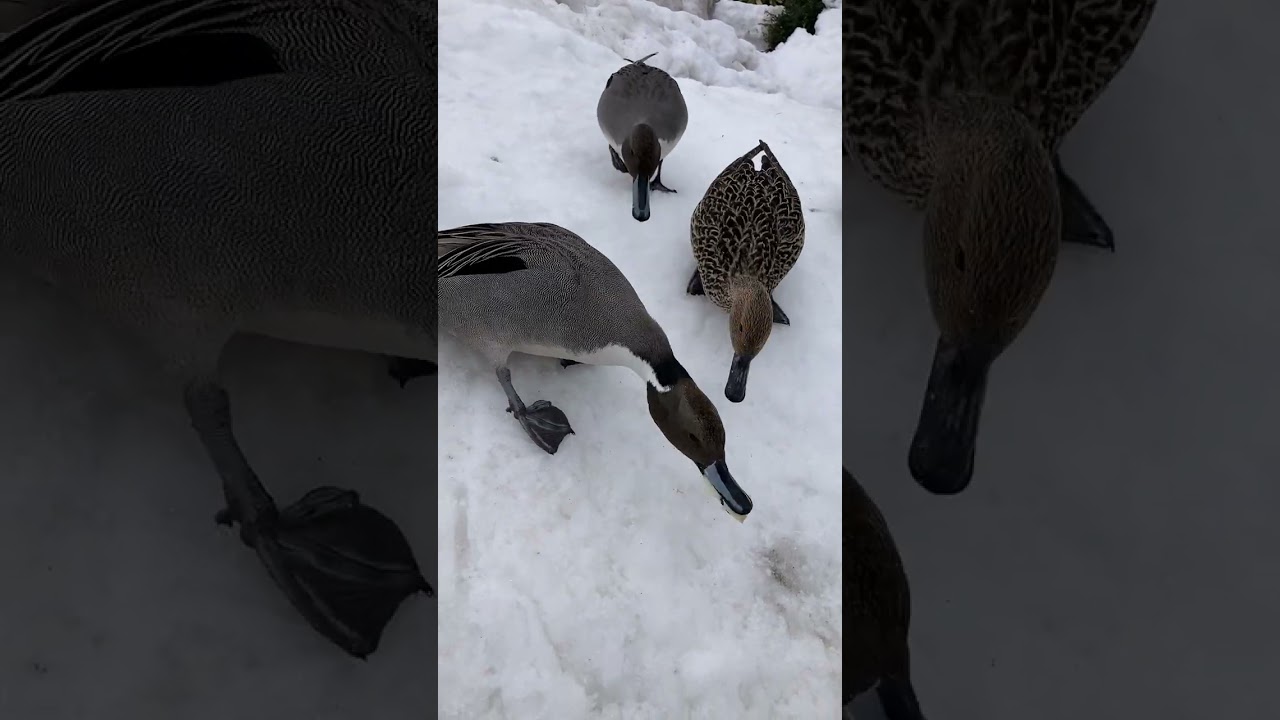 食べています「オナガガモ」
