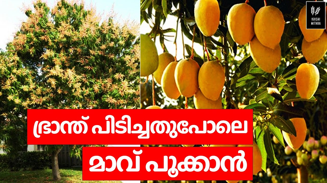 വീട്ടിലെ മാവ് ഭ്രാന്ത് പിടിച്ചത് പോലെ കായ്ക്കും.ചെയ്യേണ്ടത് ഇത്ര മാത്രം/mango tree/maavu/മാങ്ങ