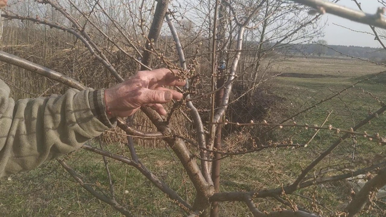 обрезка алычи(основные приемы)