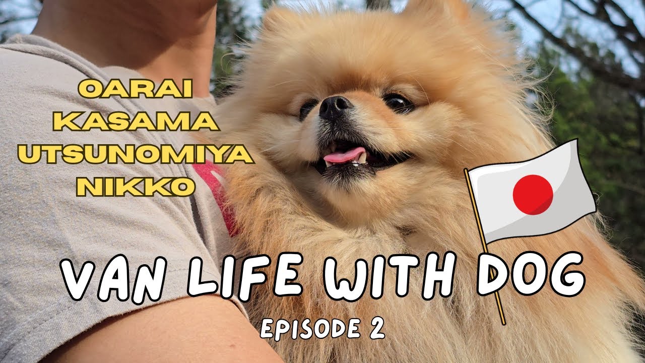 Van Life with my Pomeranian in Japan - Coastal sunrise, shrines and gyozas