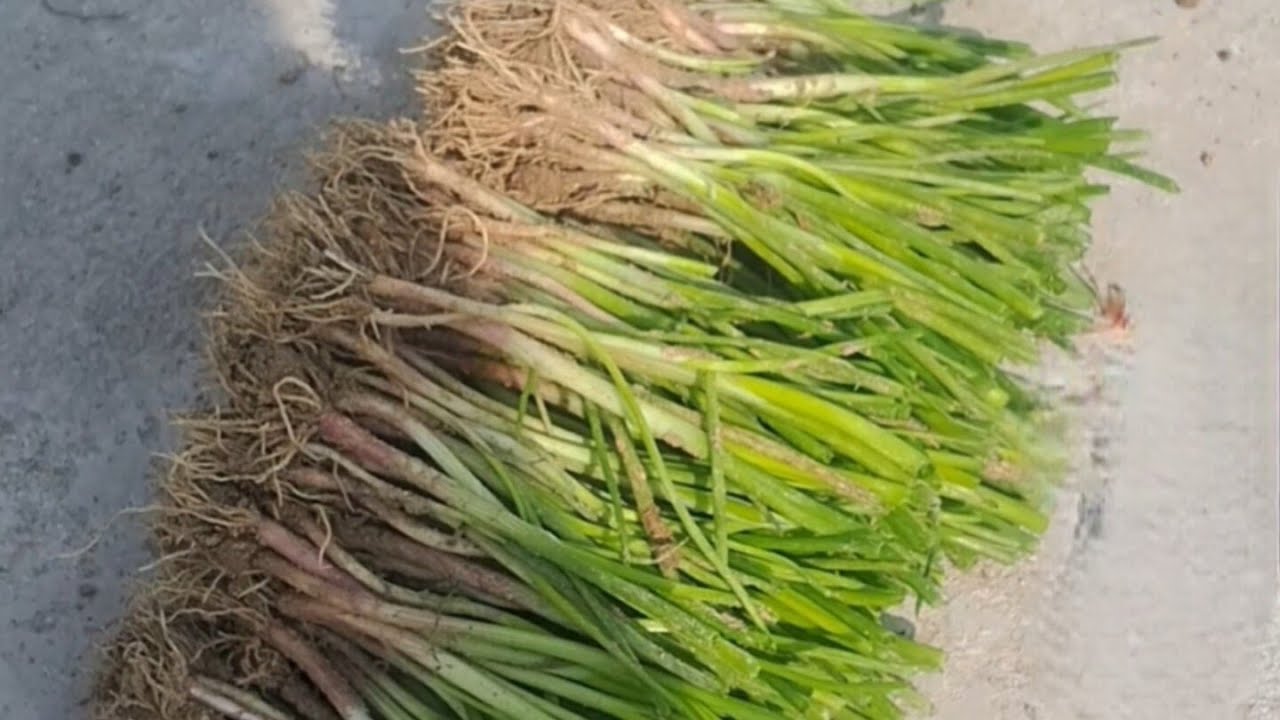 #प्याज़ के पौध की बोआई किए छत पर #terrace garden #jharkhandilife 