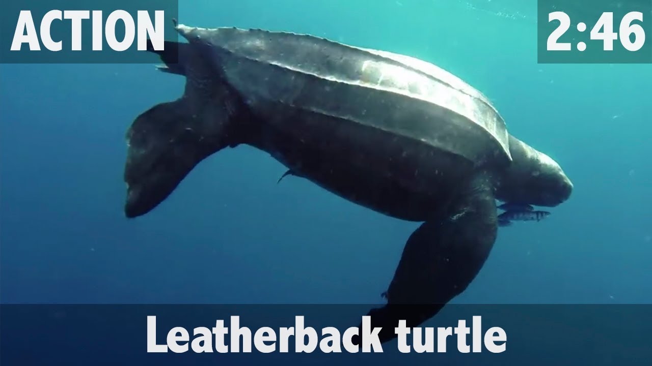 LEATHERBACK TURTLE