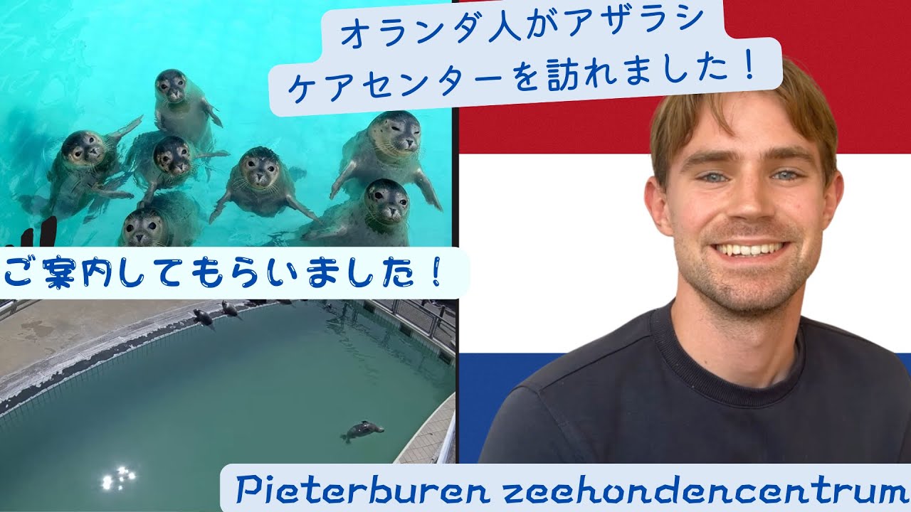 Pieterburenアザラシ幼稚園で特別なツアーをしてもらいました！ #アザラシ幼稚園 #オランダ