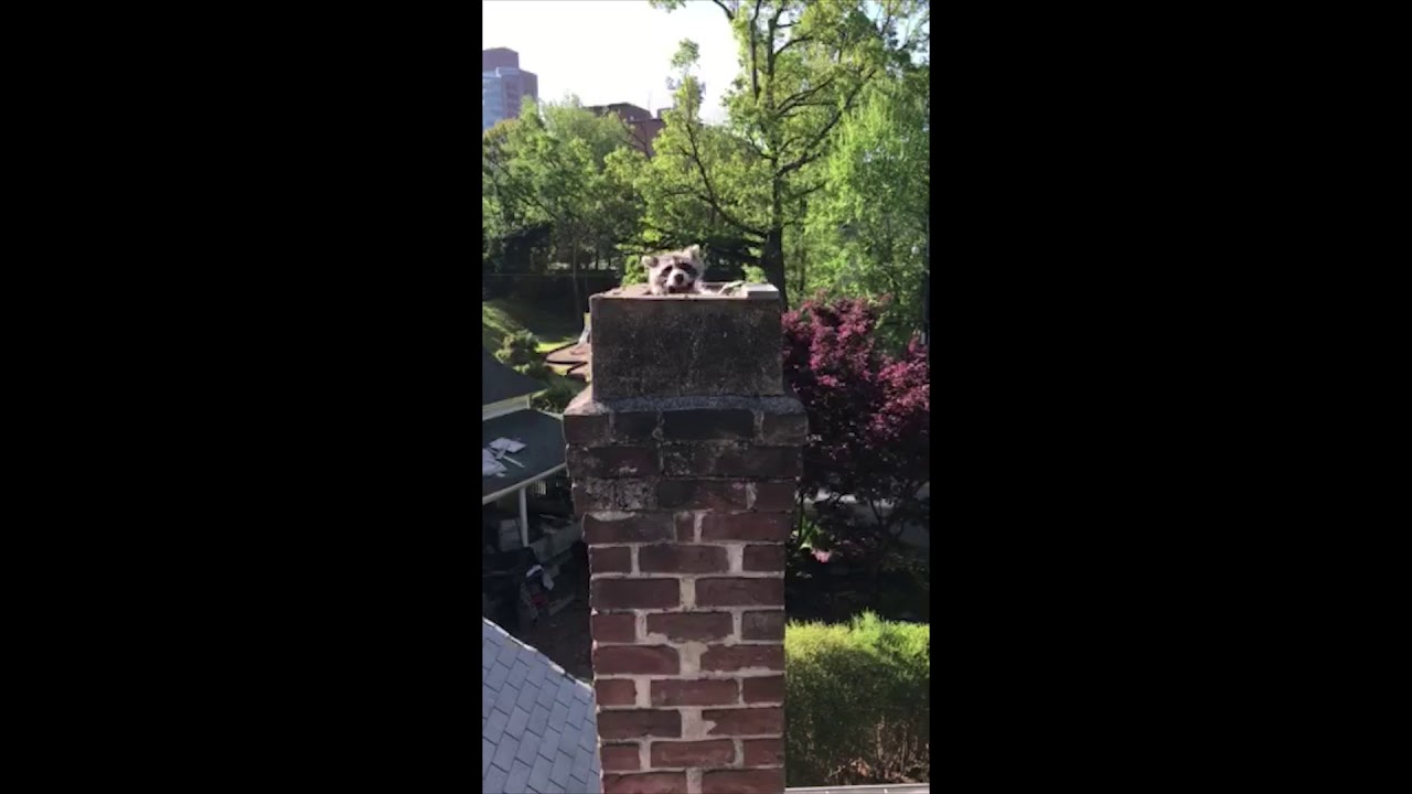 Think raccoons are cute? Watch this video from a McNeely Pest Technician.