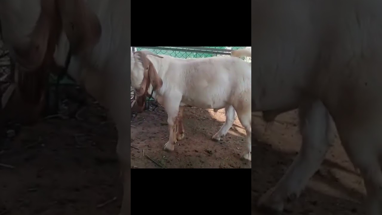 African Boer male , 3 generation, 8 month, 45kg , Call or whatsapp 9820414773 #goatvideo #goat