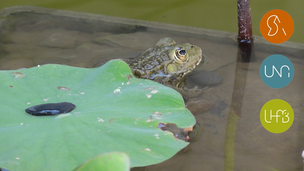 &laquo; Inspire la vi(ll)e d&rsquo;apr&egrave;s &raquo; | Capsule 01 | Pensons une ville plus verte | Seuil architecture