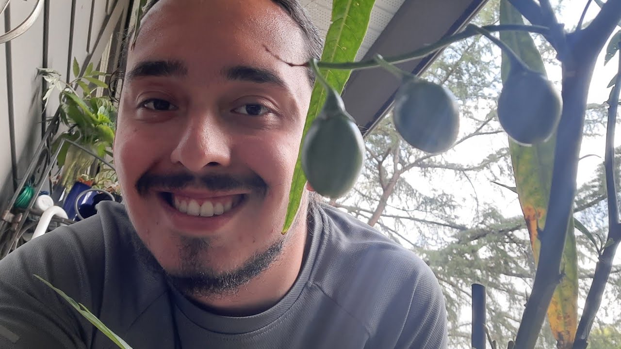 Как вырастить яблоки кенгуру (Solanum laciniatum и Aviclere)