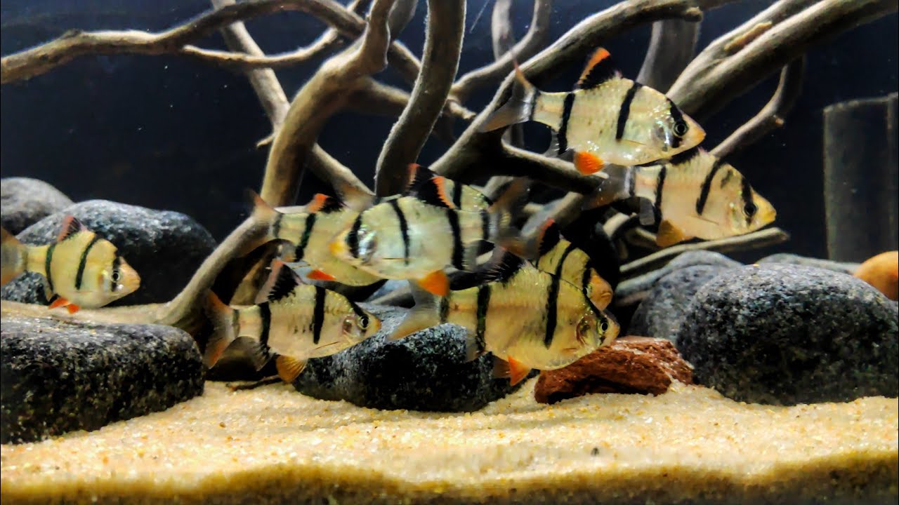 Orange chromids and Tiger barbs