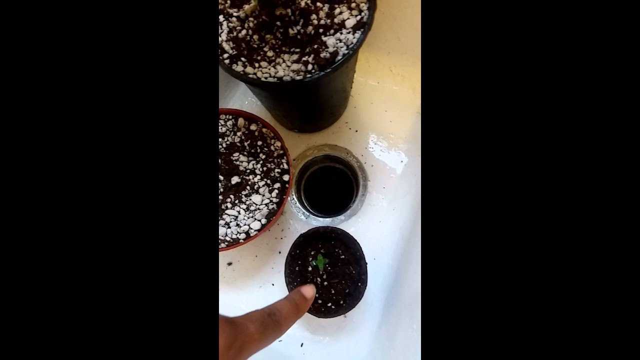 2nd Grow/Martian Candy & Gorilla Glue