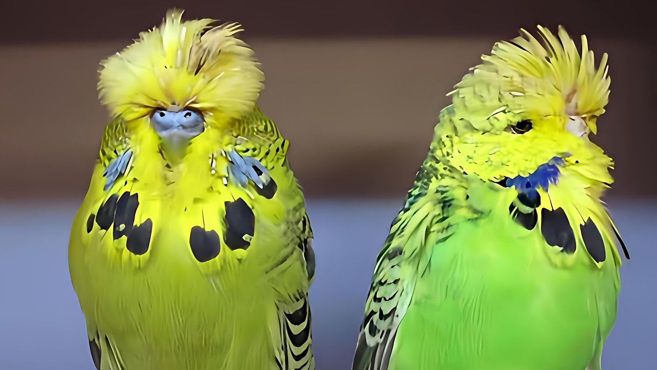Show Jumbo Muhabbet Kuşu & Özellikleri Ve  Bakımı !!! 🐦🐦🐦
