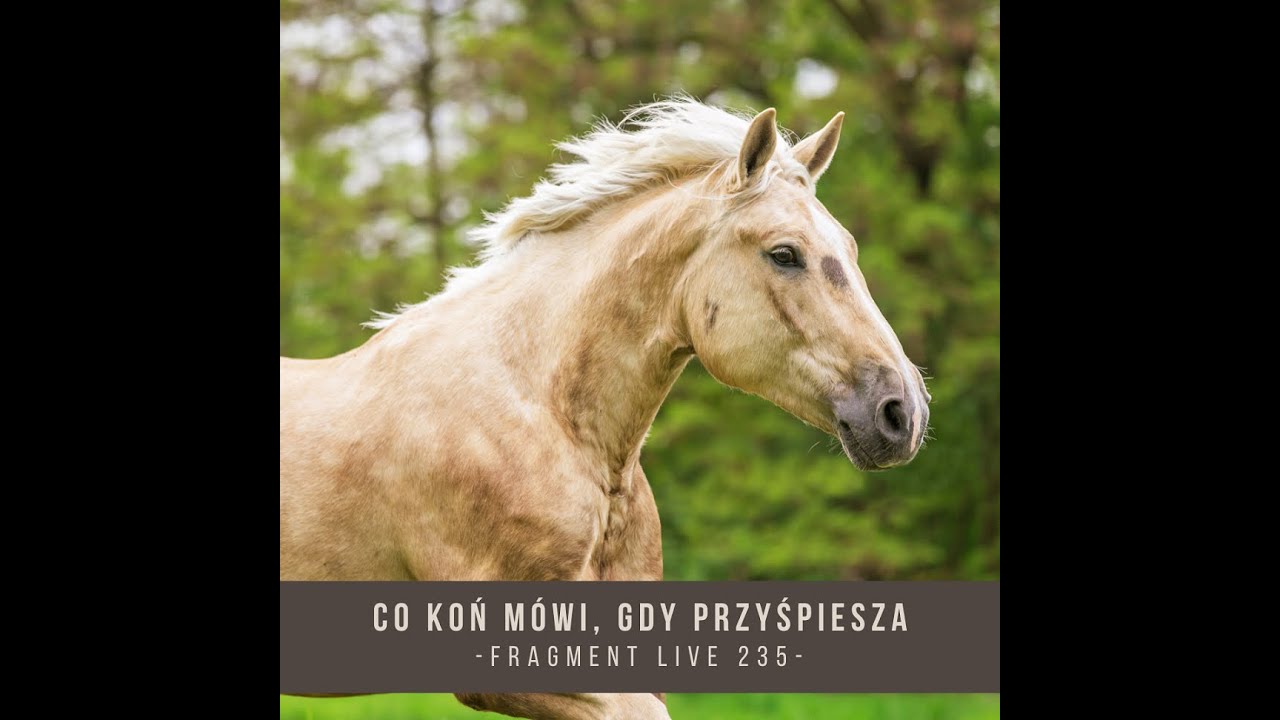 Co koń mówi, gdy przyśpiesza - fragment live 235 / Trening koni