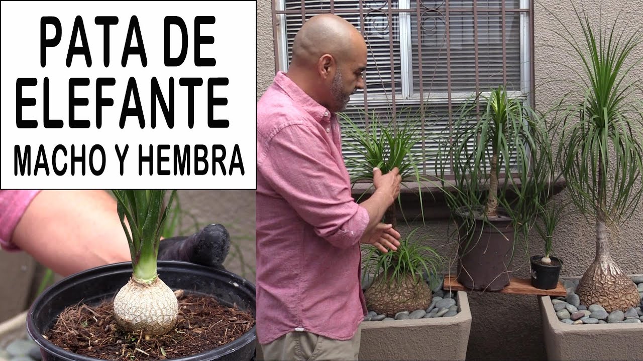 PATA de elefante CUAL es MACHO y cual es HEMBRA