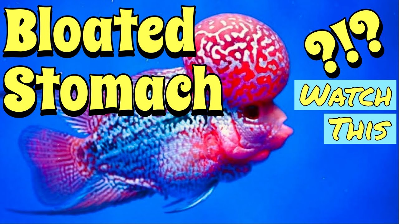 Bloated Stomach issue in 'Flowerhorn Fish'